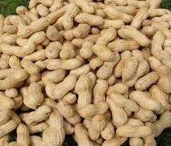 Fresh Groundnuts (Peanuts)