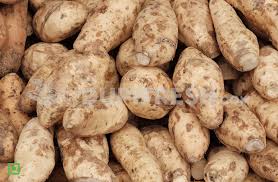 White Sweet Potato